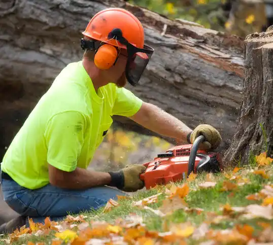 tree services Munsons Corners